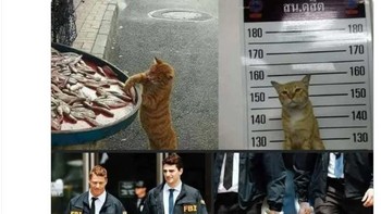 Kucing kriminal. Foto: Twitter/Bizarre_Content