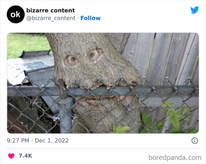 Foto aneh kiriman netizen