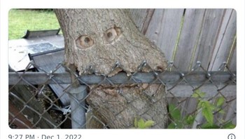 Pohon makan pagar. Foto: Twitter/Bizarre_Content