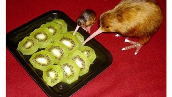 Kiwi makan kiwi. Foto: Twitter/Bizarre_Content