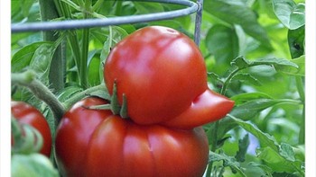 Tomat bebek. Foto: Twitter/Bizarre_Content