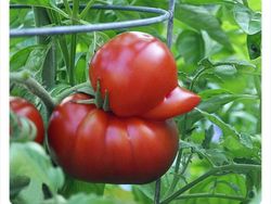 Deretan Foto Aneh yang Dibagikan Netizen Bikin Geleng-geleng