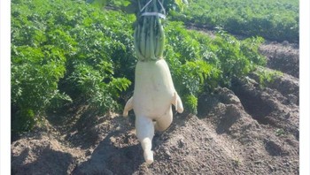 Lobak berlari. Foto: Twitter/Bizarre_Content