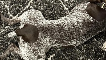 Kamuflase anjing dengan karpet. Foto: Brightside