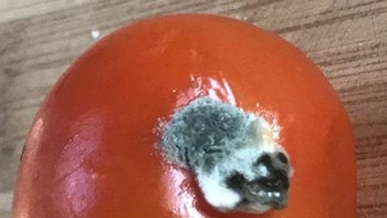 Seperti wajah anjing, tapi ini jamur lho di buah tomat. Foto: Brightside