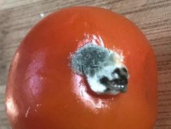 Deretan Foto Membingungkan Harus Dilihat Berkali-kali Biar Paham