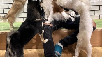 Long dog? Foto: Brightside
