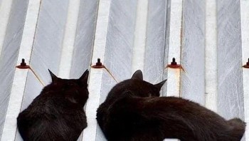 Ketika kucing tidur di genteng. Foto: Brightside