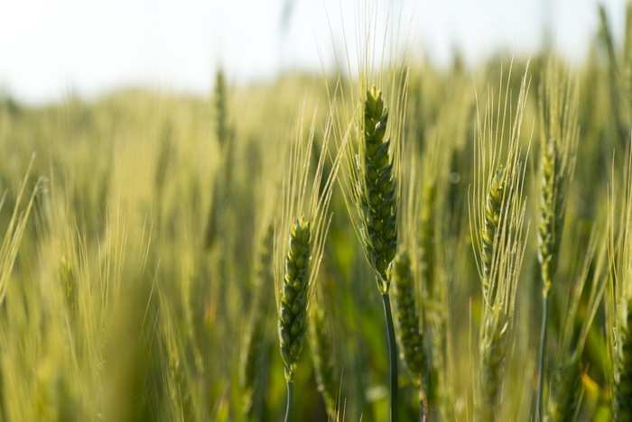 Wheat field against blue sky with white clouds. Agriculture scene. Fresh green wheat field. wheat field in sunny day.  green wheat. Wheat field and countryside. fresh wheat