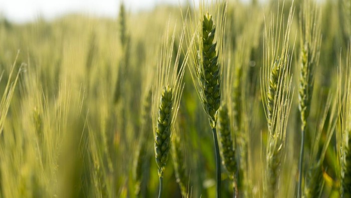 Wheat field against blue sky with white clouds. Agriculture scene. Fresh green wheat field. wheat field in sunny day.  green wheat. Wheat field and countryside. fresh wheat