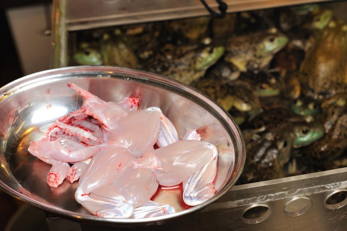 Catat! MUI Tetapkan Daging Katak Haram Untuk Dikonsumsi