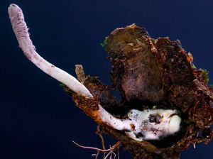 Mirip The Last of Us, Spesies Baru Jamur Parasit Ini Membunuh Laba-laba