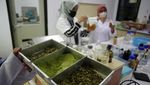 Keren, BRIN Sulap Daun Kelor jadi Biskuit dan Minuman
