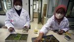 Keren, BRIN Sulap Daun Kelor jadi Biskuit dan Minuman