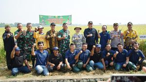 Bupati Serang Puji Panen Raya di Desa Laban, Hasilkan Gabah 9 Ton/Ha