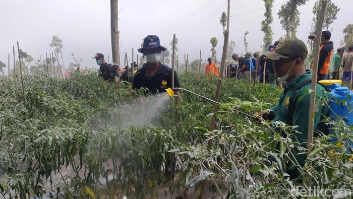 Penyemprotan tanaman cabai di Dusun Babadan 1, Desa Paten, Kecamatan Dukun, Kabupaten Magelang, Jumat (17/3/2023).
