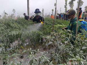 Ramai-ramai Bersihkan Abu Merapi Demi Selamatkan Lahan Cabai di Magelang