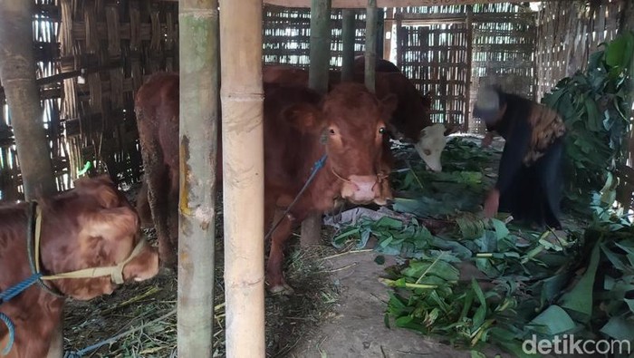 Peternak di Magelang memberikan daun pisang untuk pakan sapi, Jumat (17/3/2023).