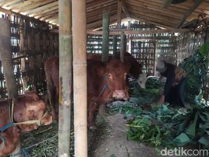 Peternak di Lereng Merapi Magelang Keluhkan Meroketnya Harga Pakan