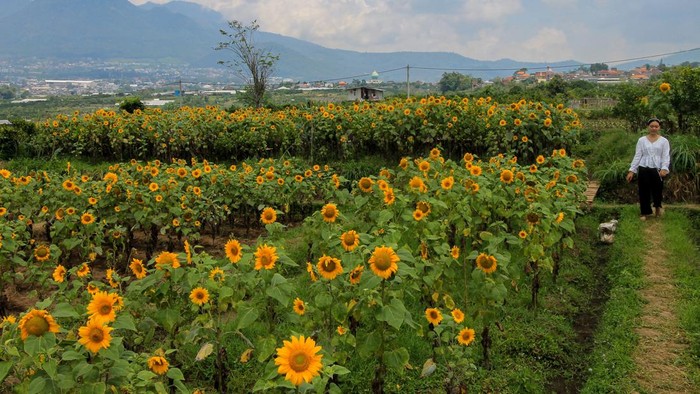 Pengunjung menikmati suasana Ladang Bunga Matahari di Pandanrejo, Bumiaji, Batu, Jawa Timur, Kamis (16/3/2023). Ladang bunga matahari yang memiliki luas sekitar 3.000 meter persegi dan dikelola oleh petani setempat tersebut akan tutup sementara hingga akhir April guna sesi perawatan dan pemulihan tanaman. ANTARA FOTO/Muhammad Mada/Zk/aww.