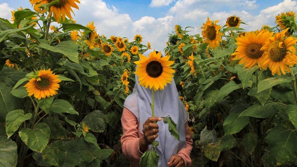 Ladang bunga tersebut akan tutup sementara hingga akhir April guna sesi perawatan dan pemulihan tanaman. 
