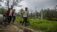 Relawan membawa bibit pohon untuk ditanam di lahan wisata Ranca Upas, Ciwidey. Perhutani mengungkapkan saat ini telah melakukan penanaman kembali di area rawa tersebut. Penanaman tersebut dilakukan Perhutani, dinas terkait, dan para pegiat lingkungan.