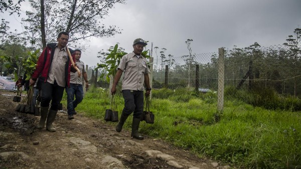 Relawan membawa bibit pohon untuk ditanam di lahan wisata Ranca Upas, Ciwidey. Perhutani mengungkapkan saat ini telah melakukan penanaman kembali di area rawa tersebut. Penanaman tersebut dilakukan Perhutani, dinas terkait, dan para pegiat lingkungan.