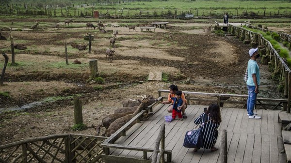 Pengunjung memberi makan rusa di area penangkaran wisata Ranca Upas, Ciwidey, Kabupaten Bandung, Jawa Barat, Selasa (14/3/2023). Â Pengunjung memberi makan rusa di area penangkaran wisata Ranca Upas, Ciwidey, Kabupaten Bandung, Jawa Barat, Selasa (14/3/2023). Â