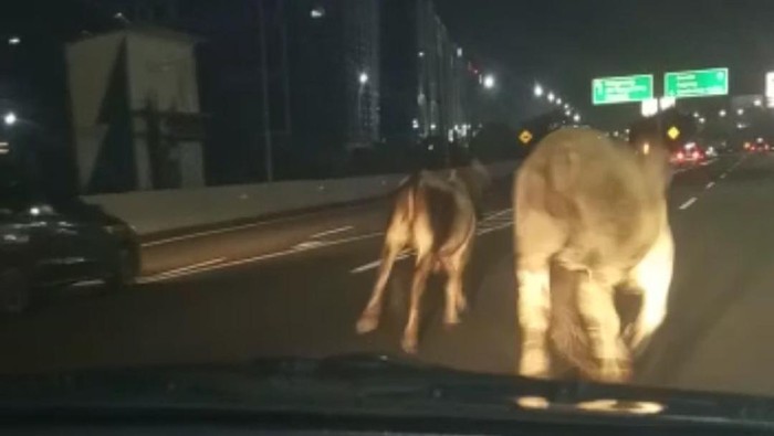 Sapi-sapi Berlarian Usai Truk Muatan Ternak Terbalik di GT Cengkareng