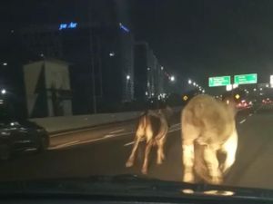Sapi-sapi Berlarian Usai Truk Muatan Ternak Terbalik di GT Cengkareng