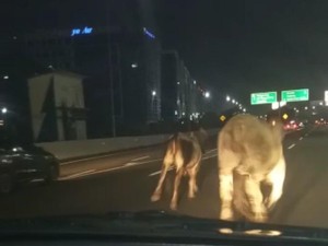 Nasib Sapi Disembelih Usai Lari-larian di Jalan Bebas Hambatan