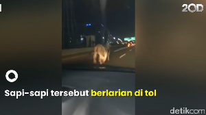 Lepas di Tol, Sapi Masuk Soewarna Bandara Soetta Segera Dievakuasi