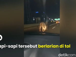Ini Penyebab Truk Terguling hingga Sapi-sapi Lepas di Tol Cengkareng