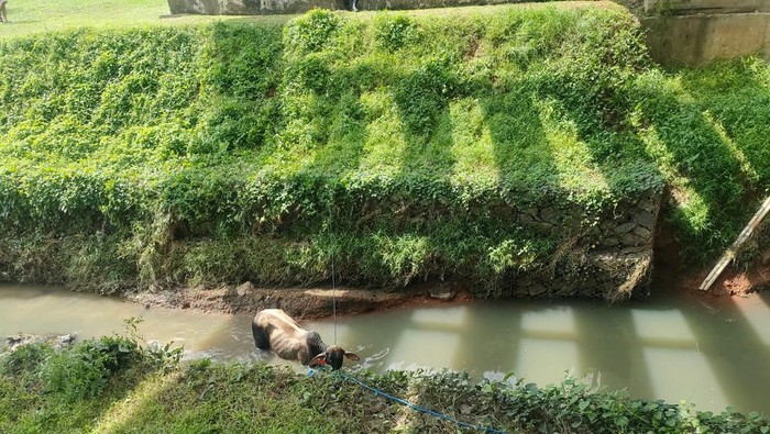 Sapi yang lepas di Tol Cengkareng kini berada di Taman Niaga Bandara Soekarno Hatta.