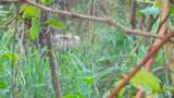 Penampakan Sapi di Taman Niaga Soetta Usai Lari dari Tol Cengkareng
