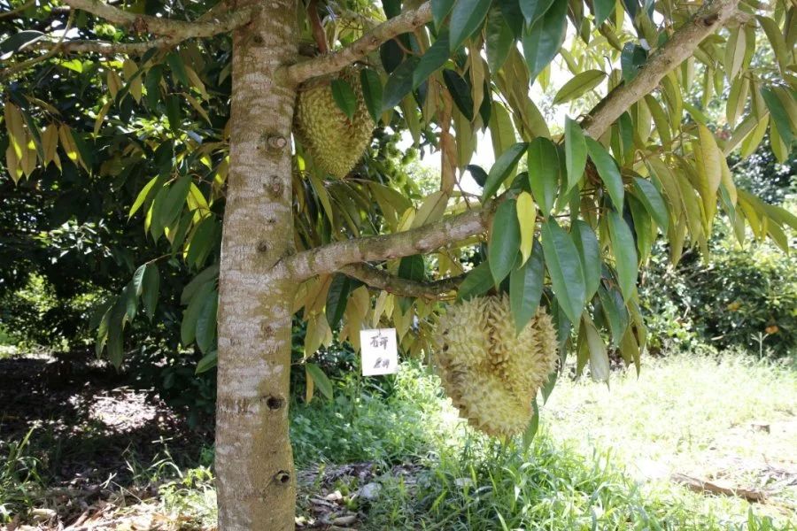 Tak Mau Kalah dengan Thailand, China Tanam 2,4 Ribu Ton Durian