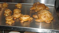 Kalau yang satu ini, roti-roti imut ini dibuat mirip seperti kawanan kura-kura asli yang tengah bersantai di tepi pantai. Foto: Pool Site