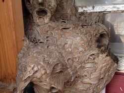 Deretan Foto Menyeramkan yang Terabadikan Kamera, Berani Lihat?