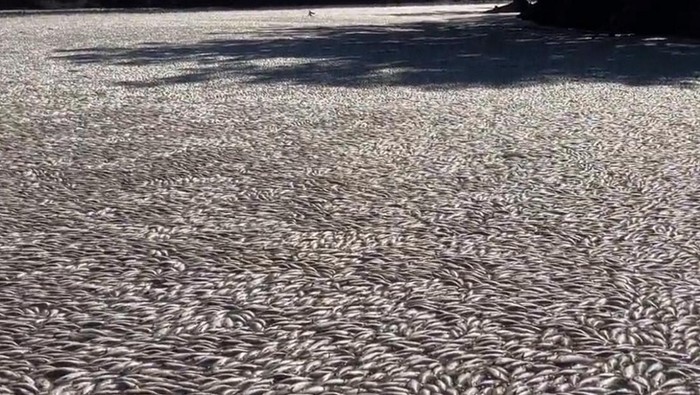 Mengerikan! Jutaan Ikan Mati Mengambang di Sungai Australia