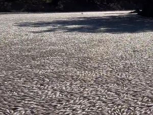 Ngerinya Lautan Bangkai Ikan Mengambang di Sungai Australia