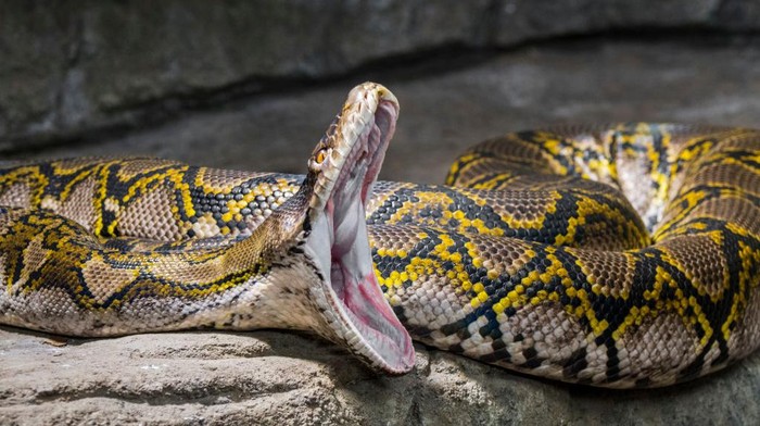Ini 4 Jenis Ular Terbesar di Dunia erdasarkan panjangnya, Python reticulated (Malayopython reticulatus) adalah ular terpanjang di dunia yang bisa mencapai lebih dari 6,25 meter. Python reticulated terpanjang yang pernah tercatat ditemukan pada tahun 1912 dan berukuran 10 meter. Ukuran ini membuat ular lebih panjang dari tinggi jerapah.