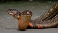 Jika Python ular tidak berbisa terpanjang, maka raja kobra (Ophiophagus hannah) adalah ular berbisa terpanjang di dunia. Pada tahun 1937, king kobra sepanjang 5,54 meter ditemukan di negara bagian Negeri Sembilan di Malaysia. Raja kobra ditemukan di Asia selatan dan tenggara di berbagai habitat termasuk hutan, rawa bakau dan beberapa lahan pertanian dengan sisa-sisa hutan. Jefta Images/Getty Images