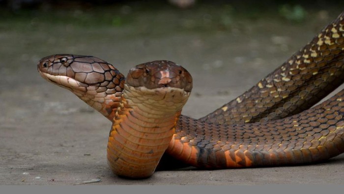 Ular Kobra Sembunyi dalam Lemari, Warga Bojonggede Bogor Geger