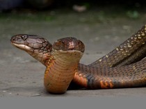 Spesies Baru Ular Berbisa Ditemukan di China, Makin Agresif Saat Terancam