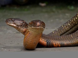 10 Arti Mimpi Dikejar Ular, Pertanda Perlu Tangani Masalahmu