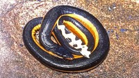 Ular laut kuning (Hydrophis spiralis) adalah spesies ular laut terpanjang. Ular ini bisa tumbuh hingga sepanjang 2,75 meter. Namun, sebagian besar spesimen yang telah dikumpulkan memiliki panjang kurang dari dua meter. Ular laut kuning hidup di Samudra Hindia bagian utara dan sekitar bagian Asia Tenggara, serta terlihat di dekat Kaledonia Baru di Samudra Pasifik barat daya. Getty Images/Ken Griffiths
