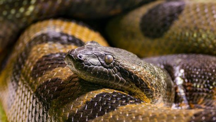 Jika ular terbesar diukur berdasarkan beratnya, maka Anaconda hijau adalah ular terbesar di dunia. Anaconda terberat yang pernah tercatat adalah 227 kilogram. Ular ini memiliki panjang 8,43 meter, dengan lingkar 1,11 meter. Ular anaconda hijau tidak berbisa, menyendiri dan kerap ditemukan di Amerika Selatan dan Trinidad. Mereka menghabiskan sebagian besar waktunya di air, biasanya di rawa, aliran air yang lambat, dan sungai.
