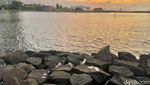 Penampakan Sampah yang Masih Berserakan di Pinggir Pantai Ancol