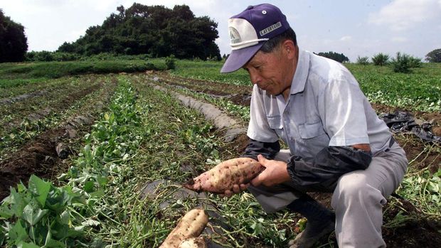 Petani lokal Yoshitaka Suaoshi, 73, memeriksa ubi jalar pertaniannya pada Hitachinaka, dekat lokasi kecelakaan nuklir dua hari lalu di tempat pabrik pemrosesan uranium JCO Co. di area Tokaimura, Prefektur Ibaraki, 02 Oktober 1999. Pihak berwenang Negeri Sakura bersiap untuk mencabut pengecualian yang dimaksud zona dalam sekitar pabrik pada waktu hidup mulai kembali normal setelahnya kecelakaan nuklir terburuk di dalam negara itu yang menghasilkan 49 orang terkena radiasi. (File Foto - KAZUHIRO NOGI/AFP via Getty Images)