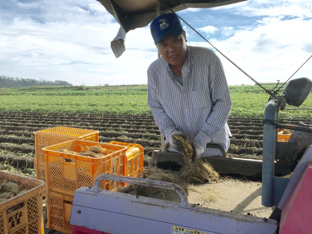 Petani Tadashi Sakamoto memanen ubi jalar di Kagoshima, Jepang, 14 September 2016. Abu vulkanik di areal merupakan ide untuk menanam sayuran menurut petani. Foto: Lars Nicolaysen/dpa | penggunaan di seluruh dunia. (File Foto - Lars Nicolaysen/picture alliance via Getty Images)